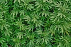 Quebec union of municipalities says no to pot near schools or in poor districts