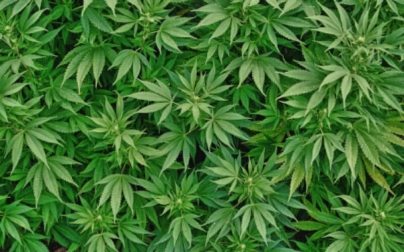 Quebec union of municipalities says no to pot near schools or in poor districts