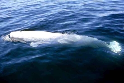 Baby beluga carcasses becoming a concern