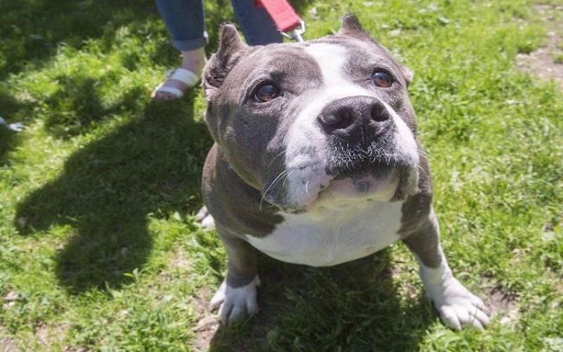 Montreal forging ahead with plan to repeal pit-bull ban