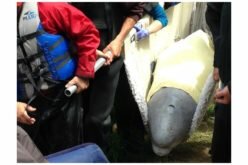 Young beluga whale struggling after relocation, marine mammal group says