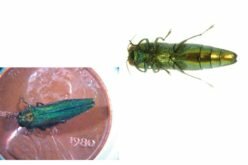 National Battlefields Commission limiting the spread of the emerald ash borer