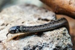 Biologists work to save Quebec’s “most urban” snake as construction booms