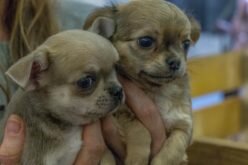 HOME FOR THE HOLIDAYS! Forty-six dogs rescued from a South Korean dog meat farm are coming to Quebec
