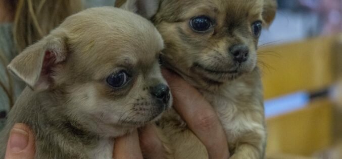 HOME FOR THE HOLIDAYS! Forty-six dogs rescued from a South Korean dog meat farm are coming to Quebec