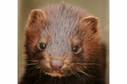 Quebec fur farmer pleads guilty in animal cruelty case dating back to 2014