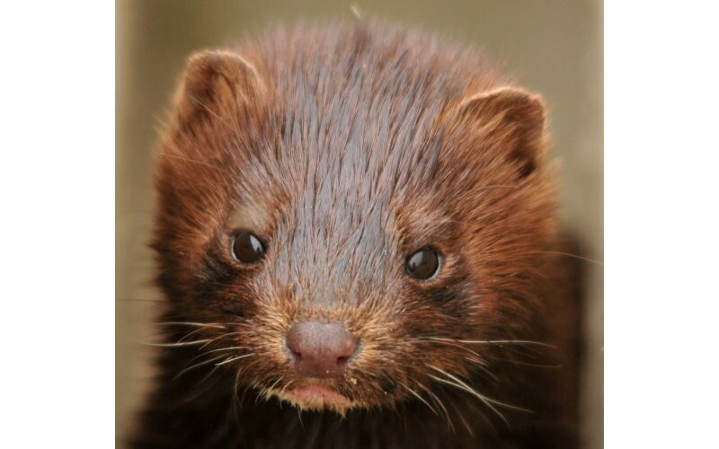 Quebec fur farmer pleads guilty in animal cruelty case dating back to 2014