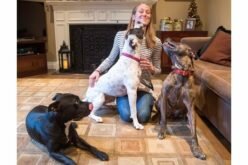 New Montreal administration to move quickly to repeal pit bull-type ban