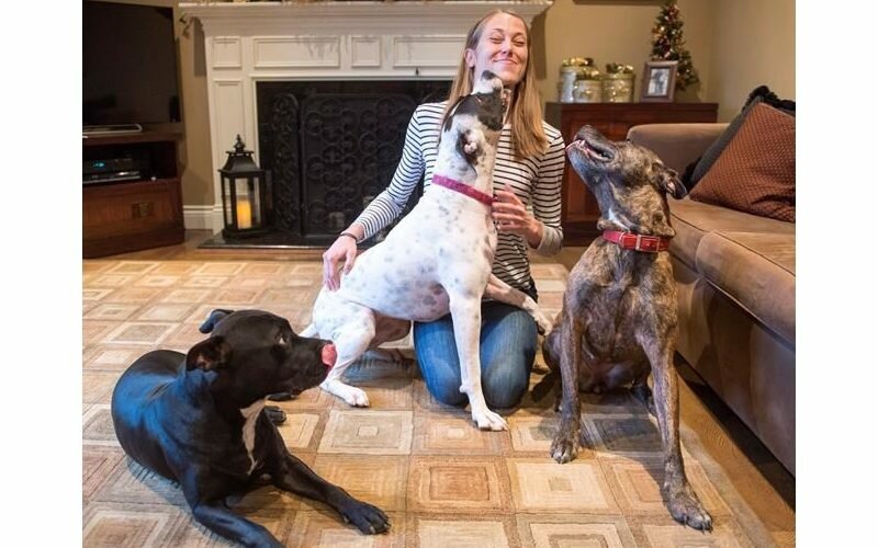 New Montreal administration to move quickly to repeal pit bull-type ban