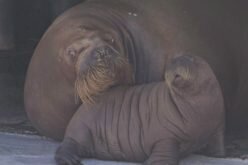 Quebec City aquarium’s celebrity baby walruses moving to Vancouver