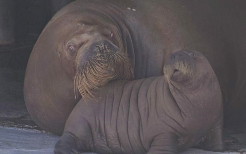 Quebec City aquarium’s celebrity baby walruses moving to Vancouver